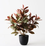 Laurel Plant