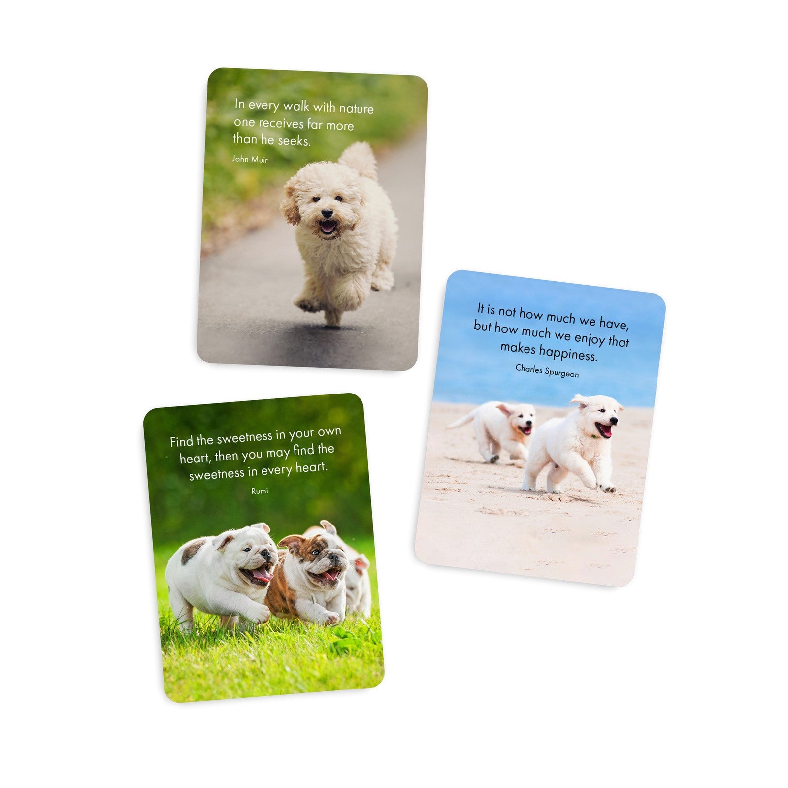 Little Affirmations - Pupparazzi