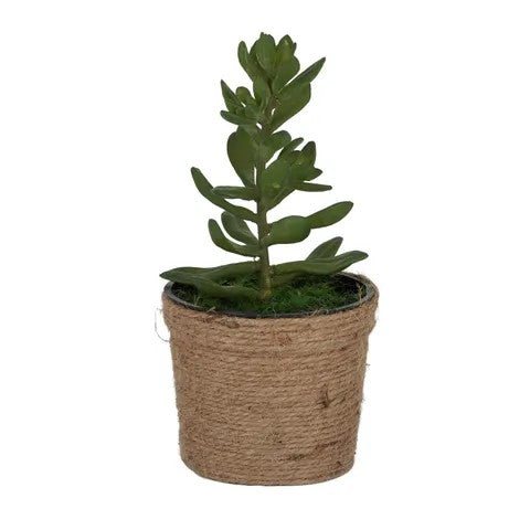 Succulent In Rope Pot