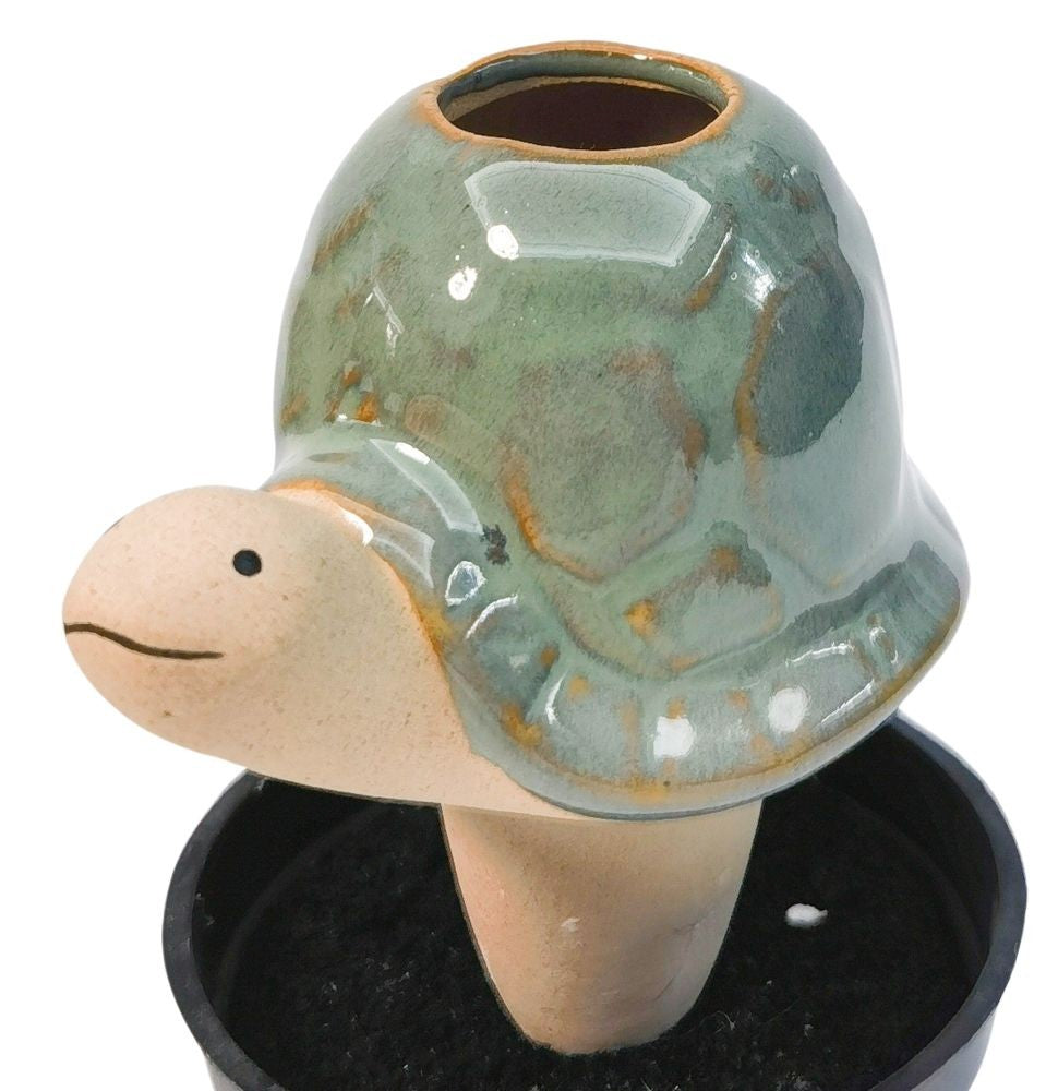 Water Seeper - Turtle