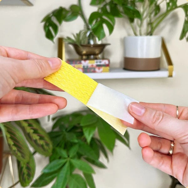 Fungus Gnat Compostable Sticky Traps 