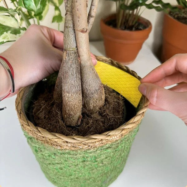 Fungus Gnat Compostable Sticky Traps 