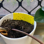 Fungus Gnat Compostable Sticky Traps 