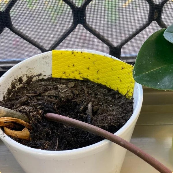 Fungus Gnat Compostable Sticky Traps 