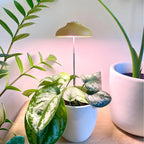Instant Sun Grow Lamp 