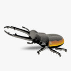 Eugy Stag Beetle