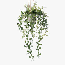 Load image into Gallery viewer, Fern Button Green Hanging In Pot - 41cm
