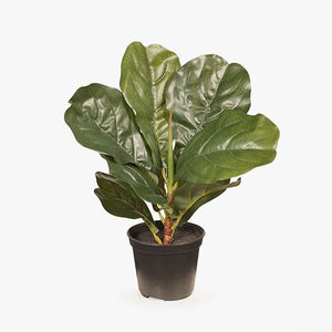 Fiddle Leaf Green Plant In Pot - 30cm
