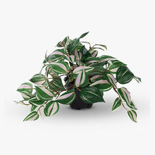 Load image into Gallery viewer, Wandering Jew Green &amp; Pink Hanging Bush In Pot  - 30cm
