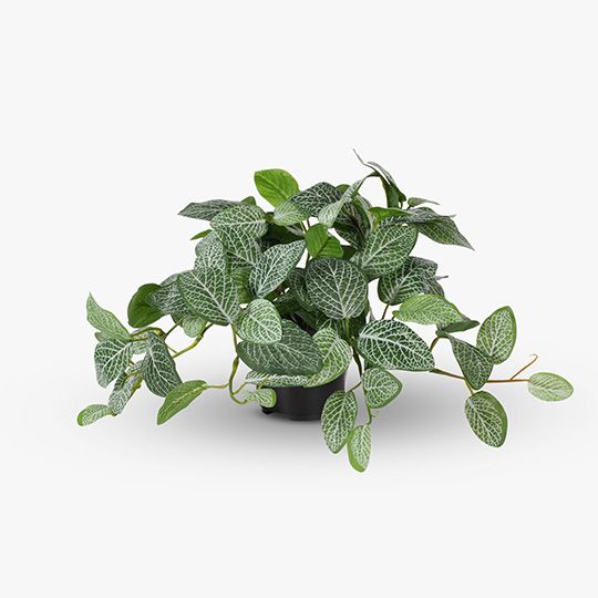 Fittonia Green Hanging Bush In Pot - 30cm