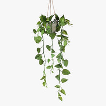 Load image into Gallery viewer, Philodendron Green Hanging In Pot - 48cm
