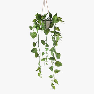 Philodendron Green Hanging In Pot - 48cm