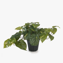 Load image into Gallery viewer, Pothos Variegated In Pot - 19cm
