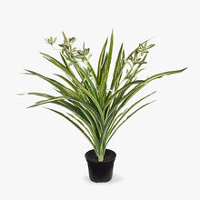 Load image into Gallery viewer, Spider Plant Green &amp; White In Pot - 40cm
