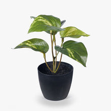 Load image into Gallery viewer, Pothos Variegated In Pot - 15cm
