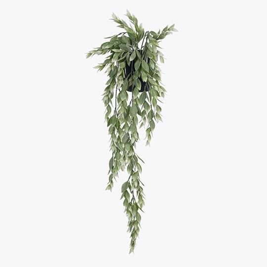 Ruscus Green & White Hanging Bush In Pot - 73cm