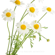 Load image into Gallery viewer, Essential Oil - Chamomile German Blue
