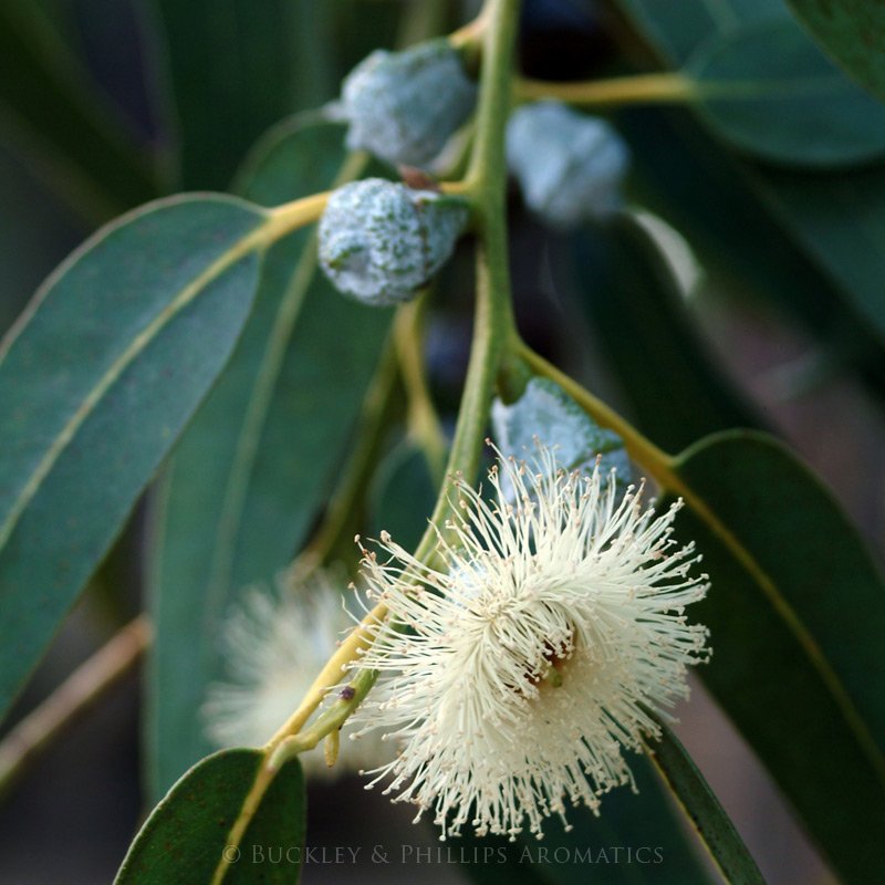 Essential Oil - Eucalyptus Lemon Gum