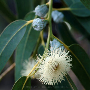 Essential Oil - Eucalyptus Blue Mallee