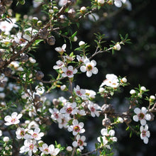 Load image into Gallery viewer, Essential Oil - Tea Tree (australian)
