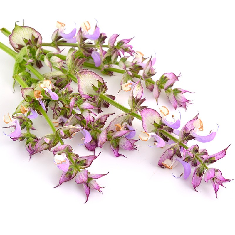 Essential Oil - Clary Sage