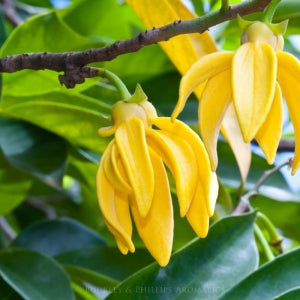 Essential Oil - Ylang Ylang