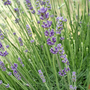 Essential Oil - Lavender French