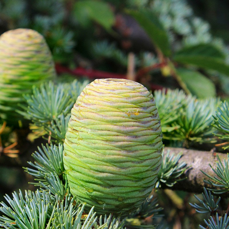 Essential Oil - Cedarwood (atlas)