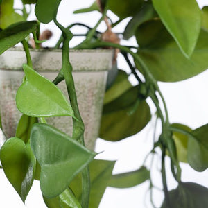 Philodendron Green Hanging In Pot - 48cm