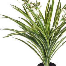 Load image into Gallery viewer, Spider Plant Green &amp; White In Pot - 40cm
