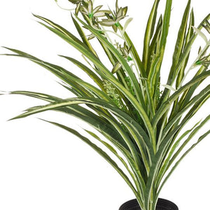 Spider Plant Green & White In Pot - 40cm