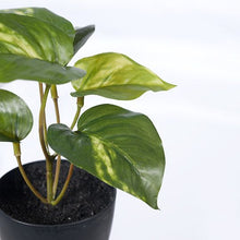 Load image into Gallery viewer, Pothos Variegated In Pot - 15cm
