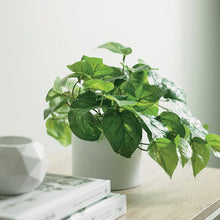 Load image into Gallery viewer, Pothos Variegated In Pot - 19cm

