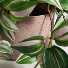Load image into Gallery viewer, Wandering Jew Green &amp; Pink Hanging Bush In Pot  - 30cm
