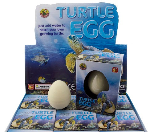Growing Pet Turtle Egg