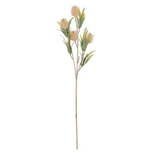 Agropyron Single Stem 41cm - Natural (N/B)