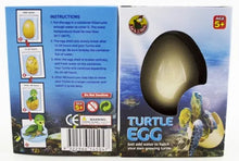 Load image into Gallery viewer, Growing Pet Turtle Egg
