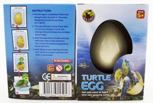 Growing Pet Turtle Egg