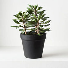 Load image into Gallery viewer, Succulent In Pot
