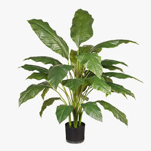 Load image into Gallery viewer, Spathiphyllum Leaf Plant
