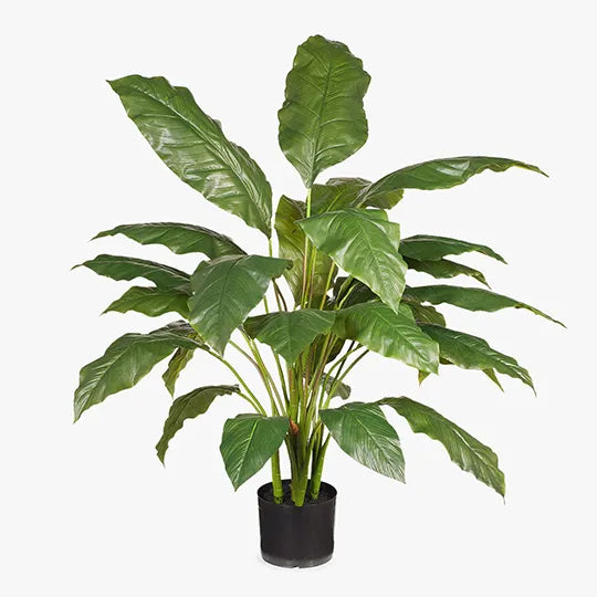 Spathiphyllum Leaf Plant