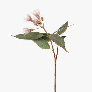 Flowering Eucalyptus - Pink