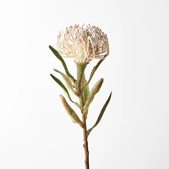 Protea Leucospermum - Cream