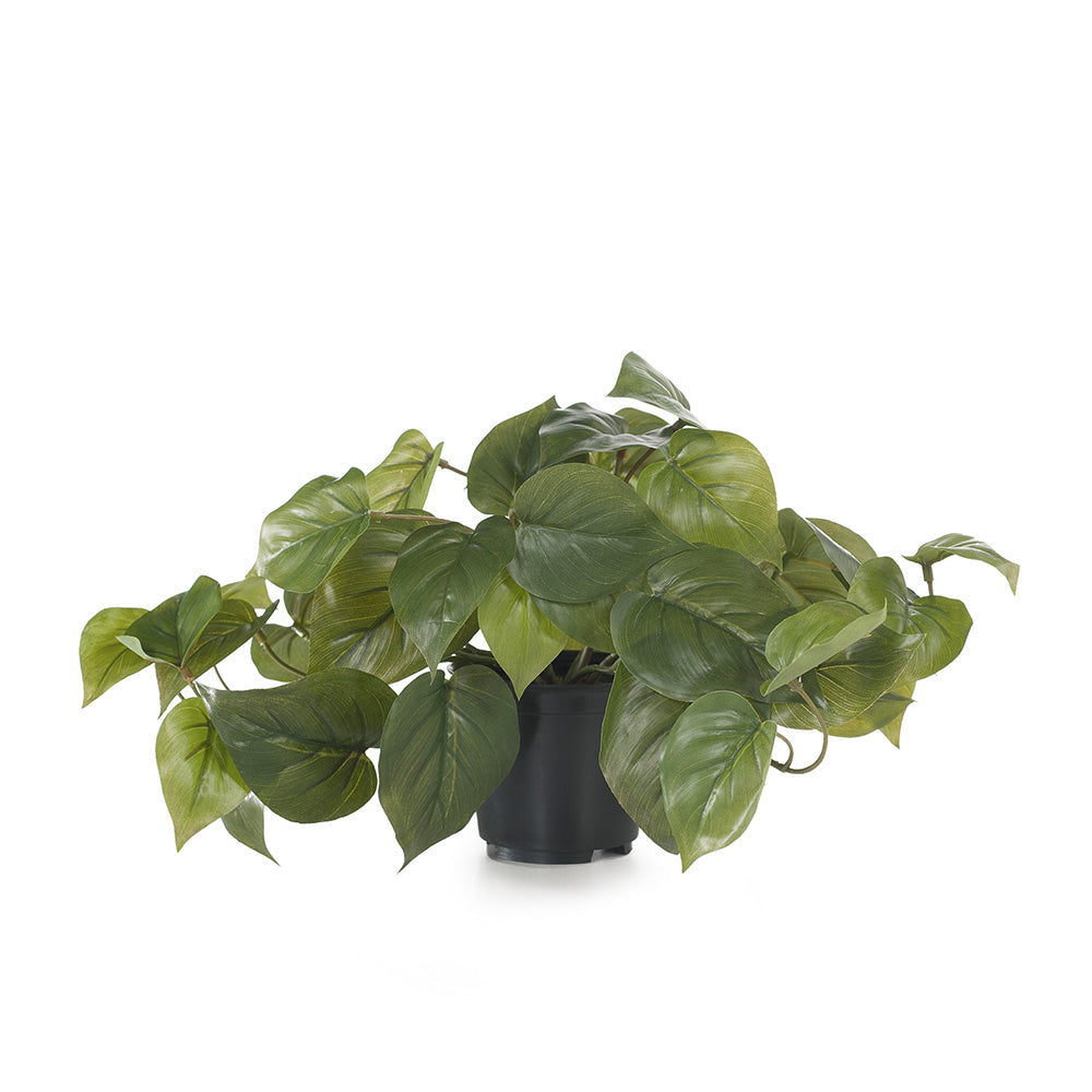 Philodendron  Green In Pot - 19cm
