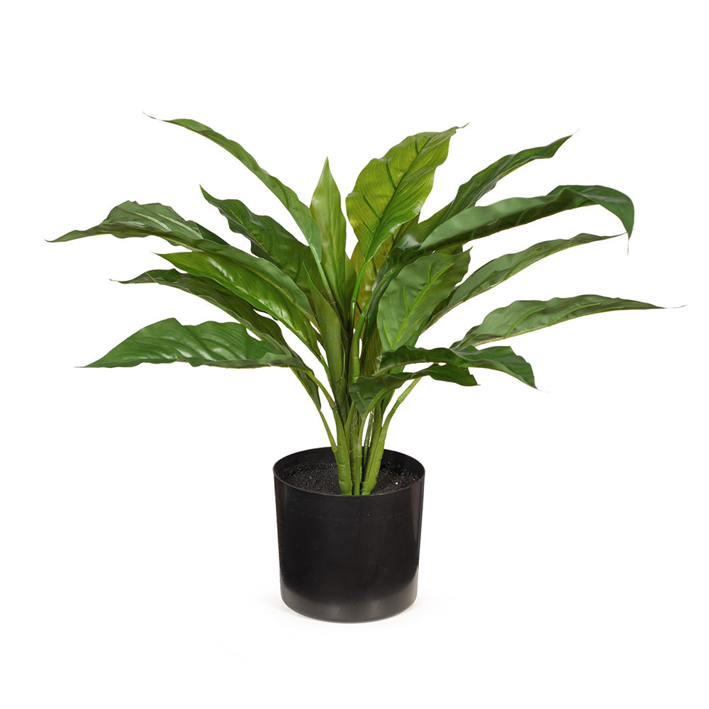 Spathiphyllum Green Plant In Pot - 45cm