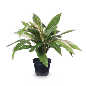 Cordyline Green & Pink Plant In Pot - 40cm