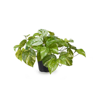 Pothos Varigated Marble in Pot - 20cm