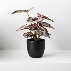Begonia Purple & Green Plant In Pot - 25cm